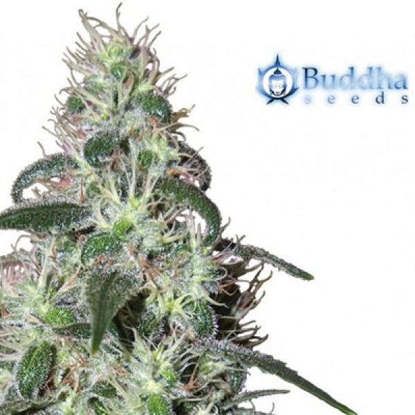 Насіння Pulsar Feminised