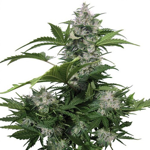 Auto White Dwarf Feminised