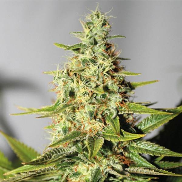 Auto Chronical Feminised