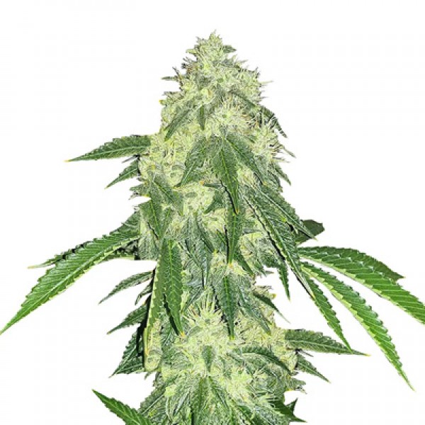 Насіння Auto Northern Lights Feminised від Bulk Seed Bank
