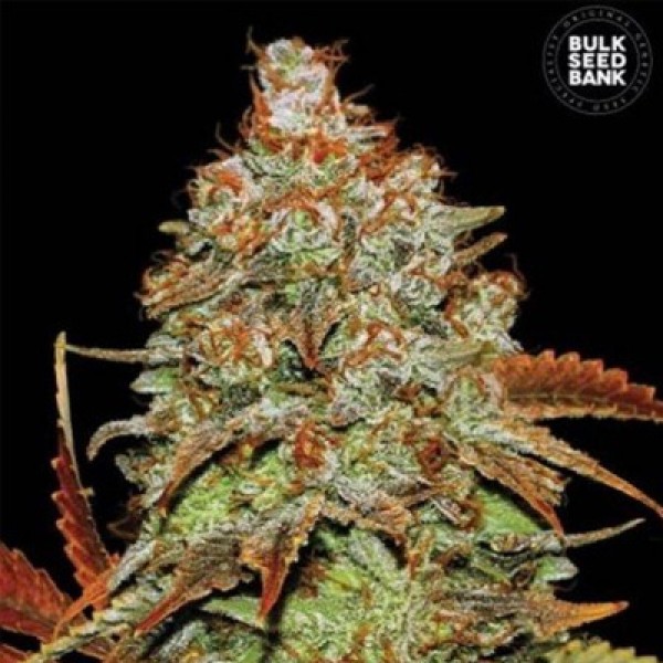 Auto Bubblegum Extra Feminised