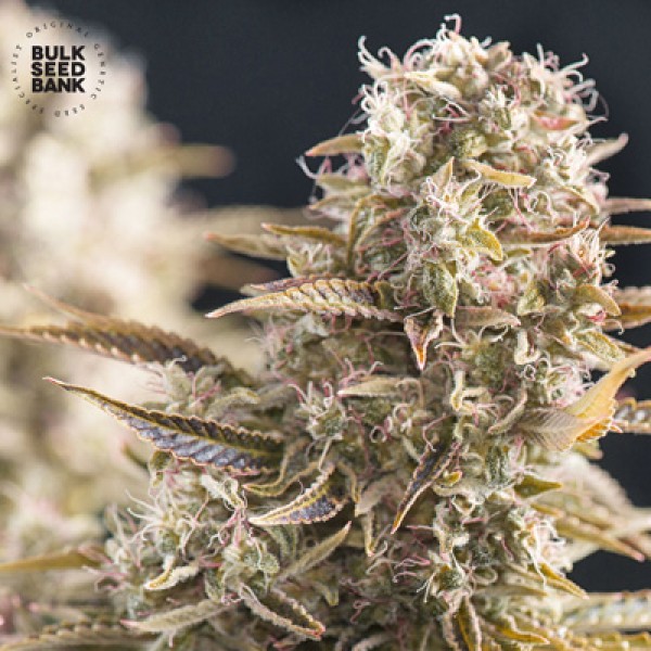 Auto Cocopopo Feminised