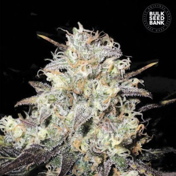 Auto Cocopopo Feminised