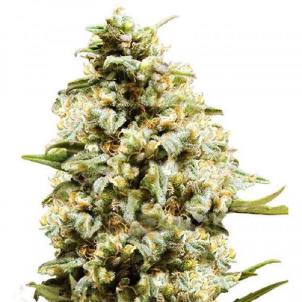 Auto Critical Feminised