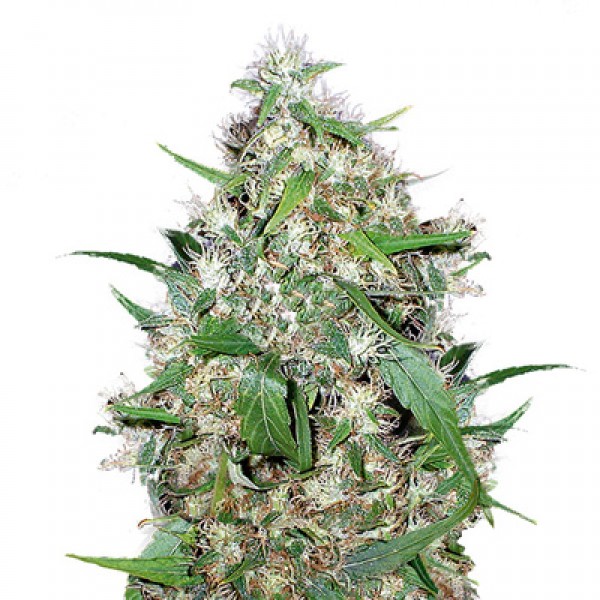 Auto Critical Feminised