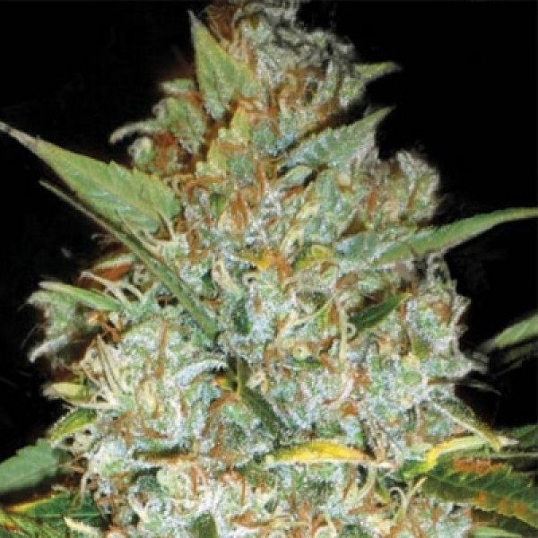 Auto Kali's Mistery Feminised