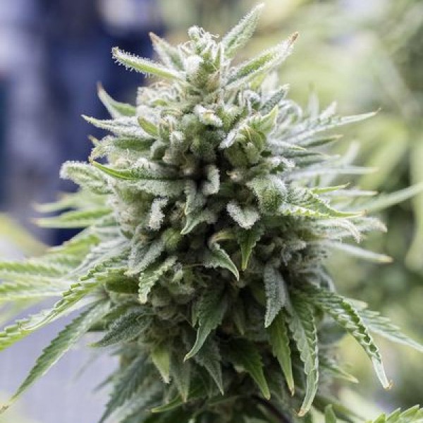 Auto OG Kush Feminised by Bulk Seed Bank