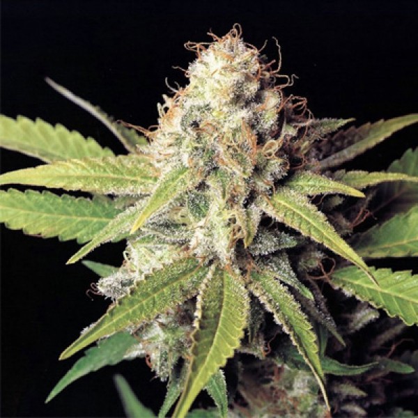 Auto OG Kush Feminised by Bulk Seed Bank