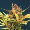 Auto Sour Diesel Feminised by Bulk Seed Bank