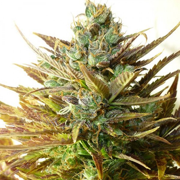 Auto Sour Diesel Feminised by Bulk Seed Bank