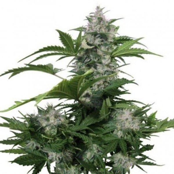 Auto Wild Dwarf Feminised