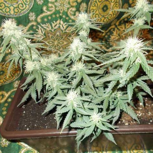 Auto Wild Dwarf Feminised