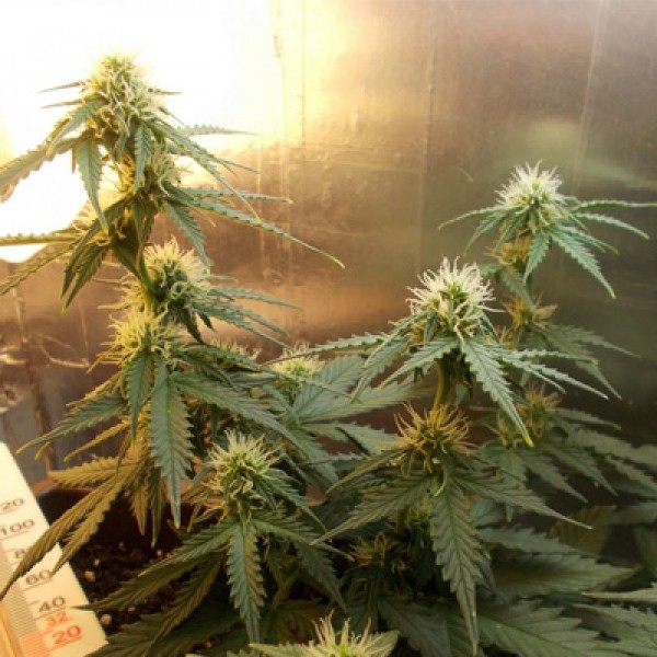 Auto Wild Dwarf Feminised