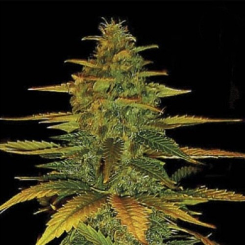 Auto Wild Dwarf Feminised