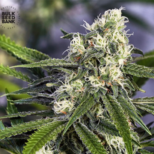 Насіння Early Top Skunk Feminised