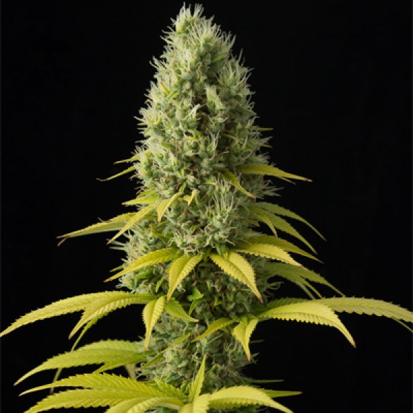 Насіння Good Wild Shark CBD 