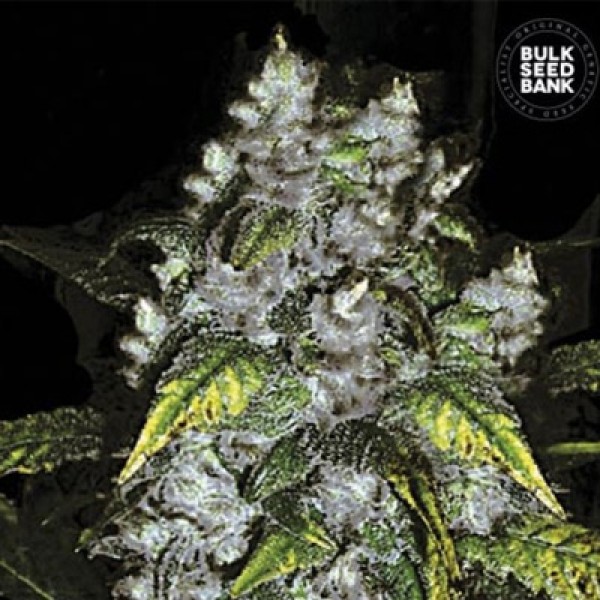 Насіння Good Wild Shark CBD 