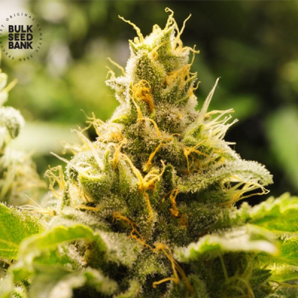 Nepal Gold Feminised