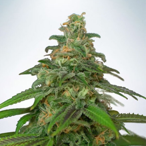 Насіння New's Haze Feminised