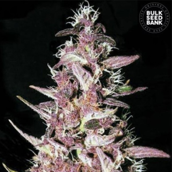 Purple Glam Kush Feminised