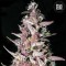 Purple Glam Kush Feminised