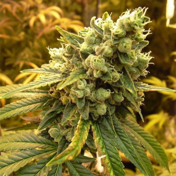 Sour Diesel Feminised