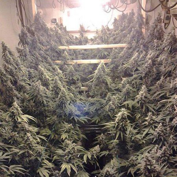 Sour Diesel Feminised