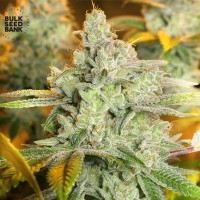 Насіння Special Crystal Haze Feminised