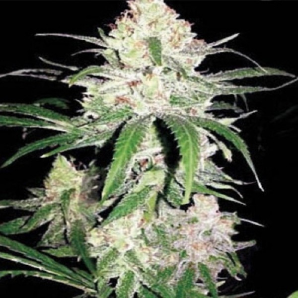 Special Crystal Haze Feminised