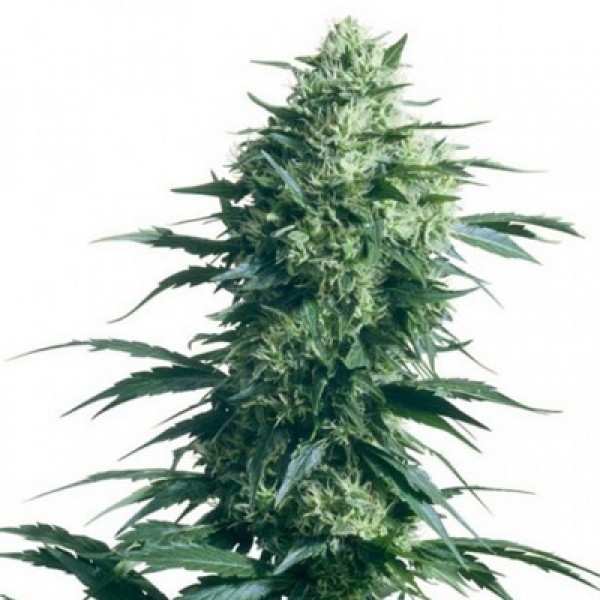 Special Skunk Feminised