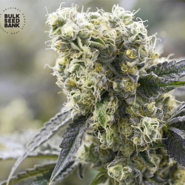 The Unlimited Feminised