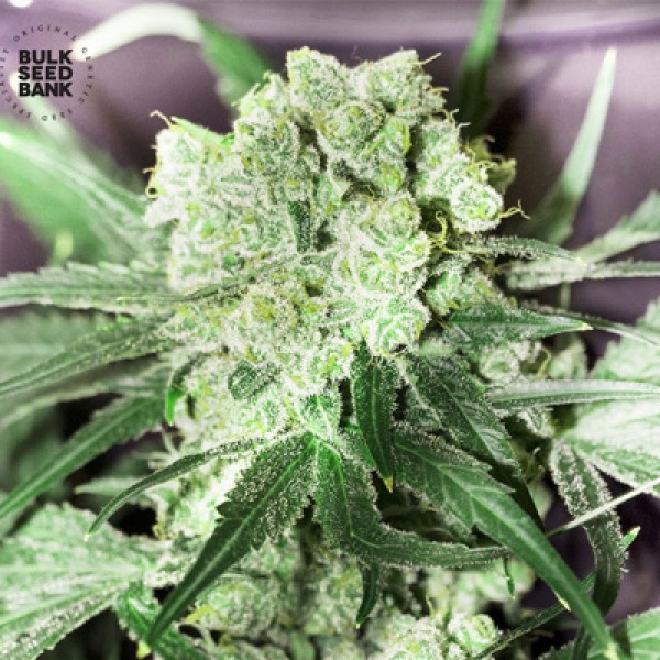 White Prussian Feminised