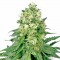 White Widow Feminised by Bulk Seed Bank