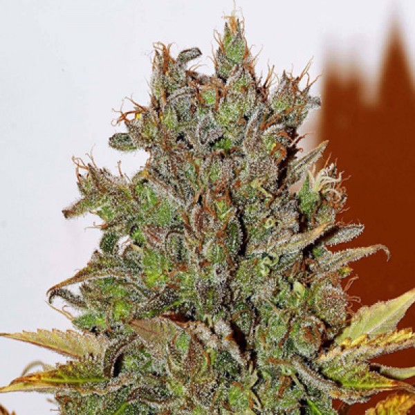 White Widow Feminised by Bulk Seed Bank