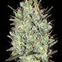 Amnesia Haze Feminised