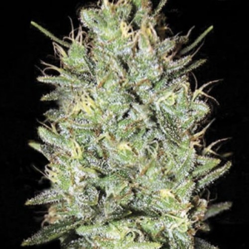 Amnesia Haze Feminised
