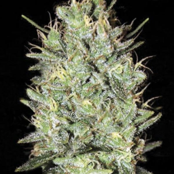 Amnesia Haze Feminised by Bulk Seed Bank