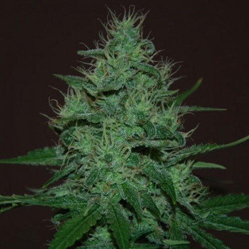 Auto Amnesia Haze Feminised