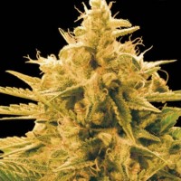 Насіння Ananas Funk Feminised