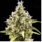 Auto Amnesia Platinum Feminised