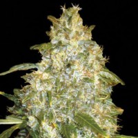 Насіння Auto Good Wild Shark Feminised