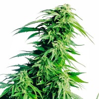 Насіння Auto Hindu Kush Feminised