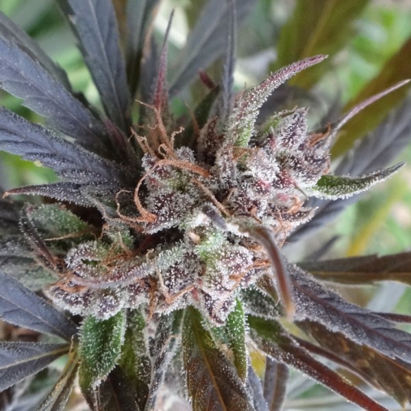 Auto Psychedelic Feminised