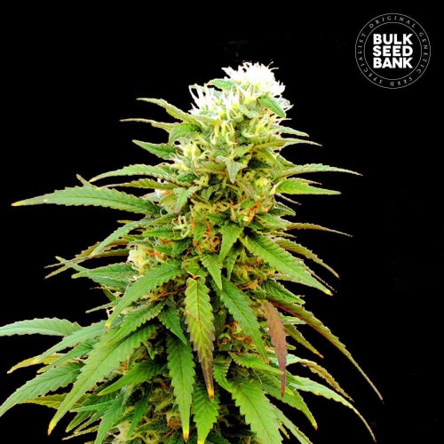 Auto Zkittly Zi Zi Feminised seeds