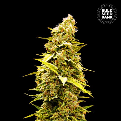 Banana Monkey Feminised seeds