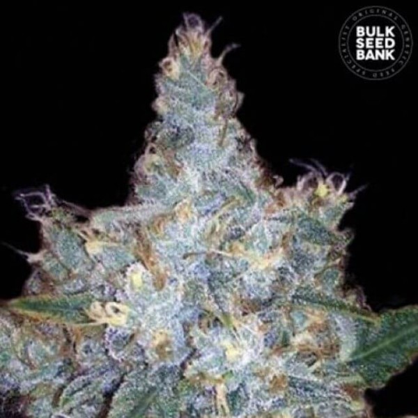 Auto Blueberry Berry Feminised