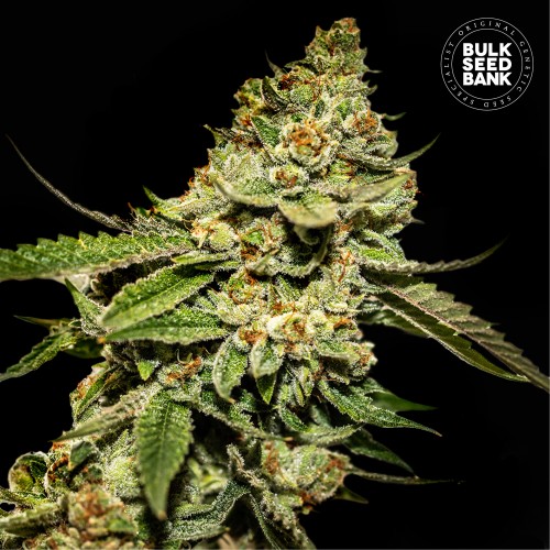 Bruce Banner #5 Feminised seeds