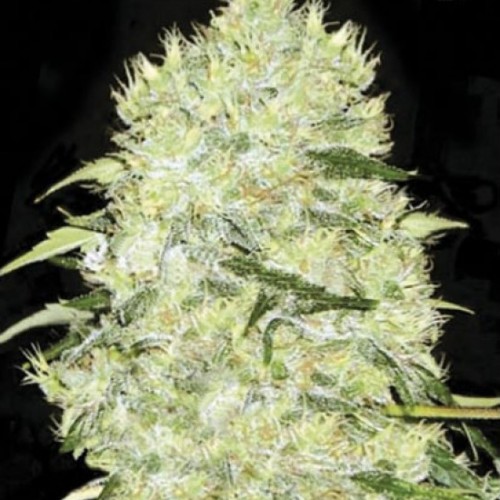 Bubblegum Extra Feminised