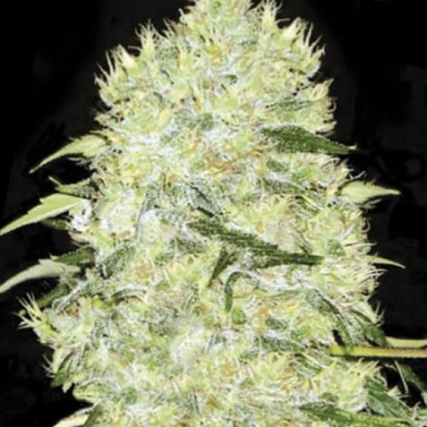 Bubblegum Extra Feminised