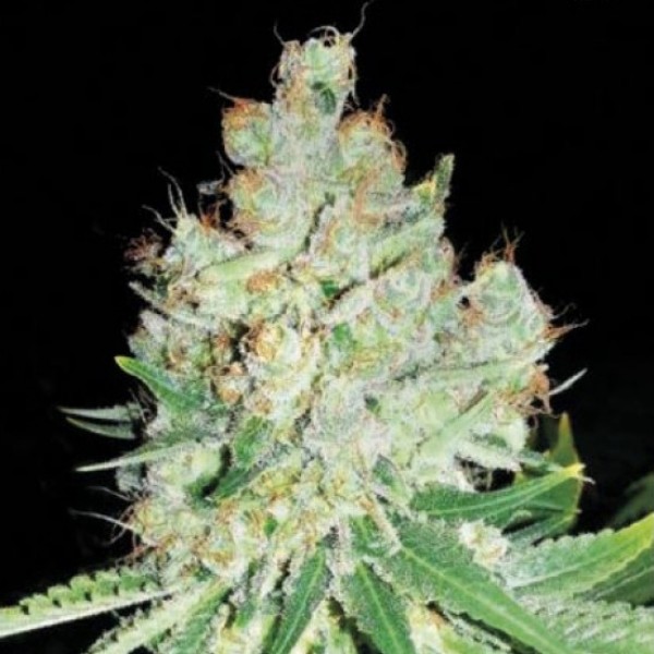 Насіння Cheese Feminised